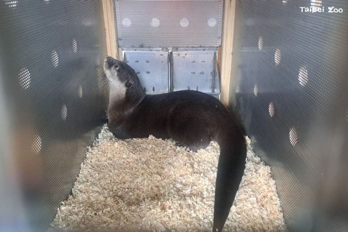 小爪水獺「香橙」遠赴紐西蘭！臺北市立動物園參與國際保育交流，守護瀕危物種未來